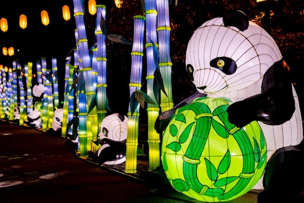 Pandas Glow in the Park