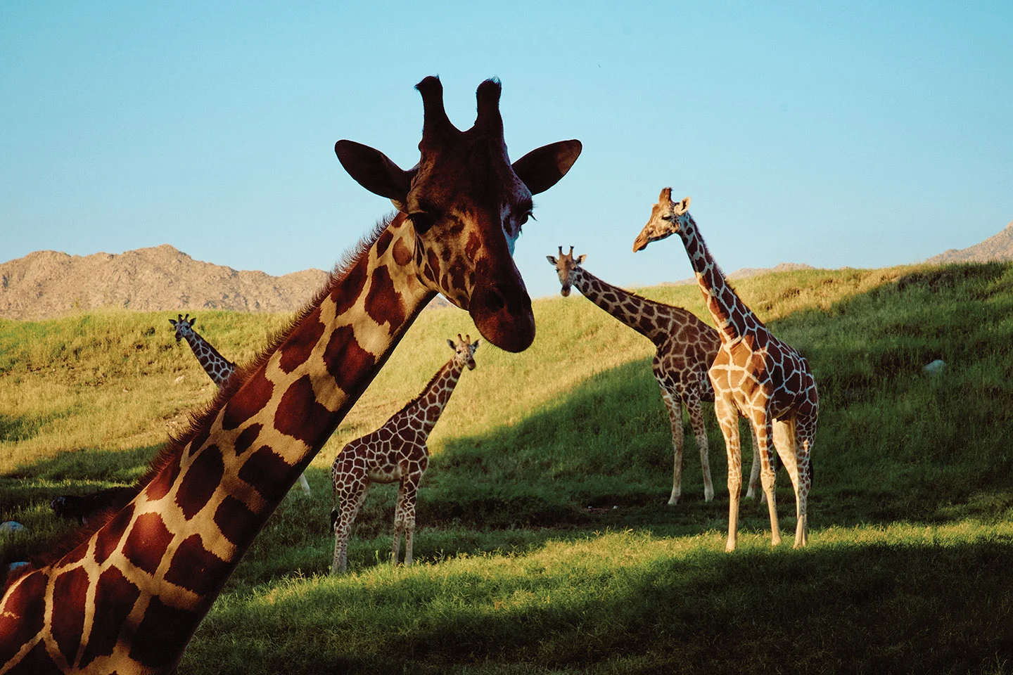 Best Outdoor Activities in the Coachella Valley: Reader‑Voted Favorites for Desert Adventure