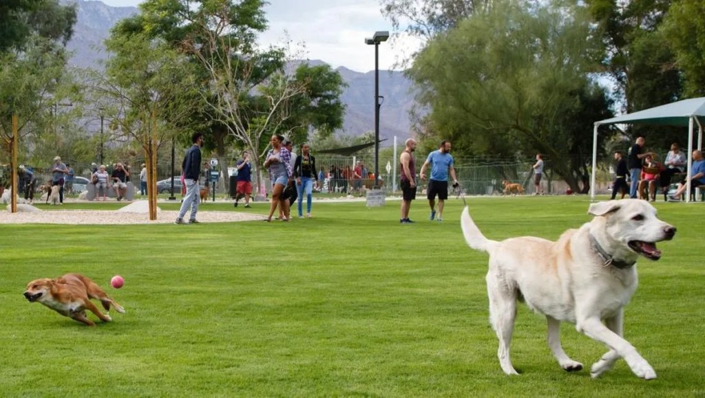 Dog Park - Photo Palm Springs Tribune