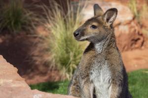 Australian Adventures Living Desert Zoo